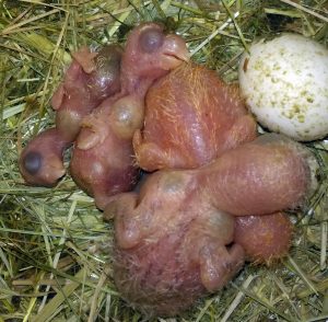 Cuatro polluelos de agapornis y un huevo de ninfa.