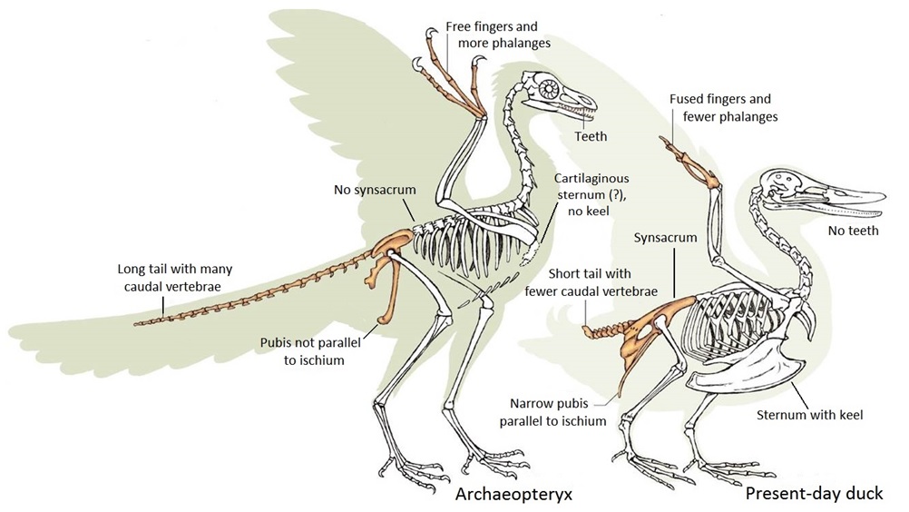 Comparison of the skeletons of Archaeopteryx and a present-day duck